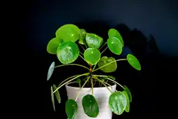 Gamm vert Pilea Peperomioides offre