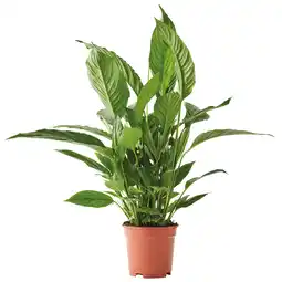 Gamm vert ECLOZ Spathiphyllum Pico Cupido ECLOZ offre