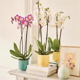 Gamm vert ECLOZ Phalaenopsis ECLOZ offre