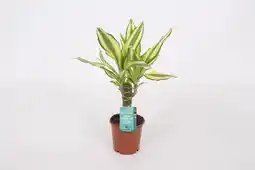 Gamm vert ECLOZ Dracaena Fragrans Yellow Coast ECLOZ offre