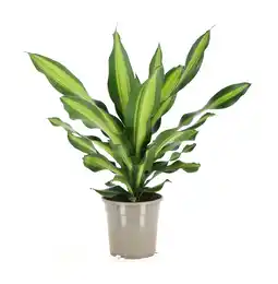 Gamm vert Dracaena Fragrans Burley offre