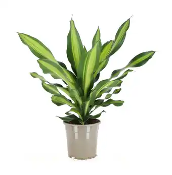 Gamm vert Dracaena Fragrans Burley offre