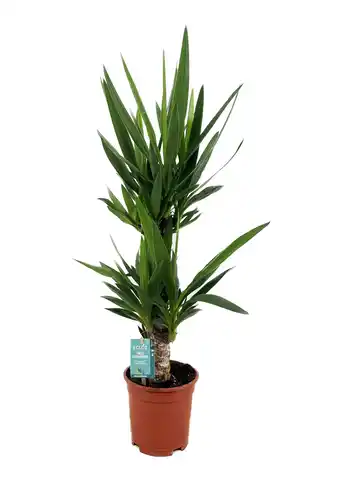 Gamm vert ECLOZ Yucca ECLOZ offre