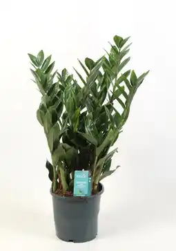 Gamm vert ECLOZ Zamioculcas ECLOZ offre