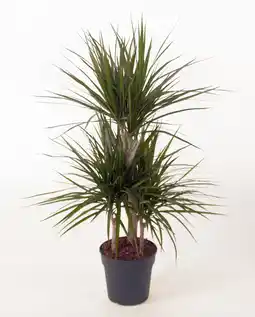 Gamm vert Dracaena marginata Caroussel offre