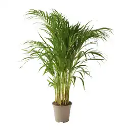 Gamm vert ECLOZ Areca Lutescens ECLOZ offre