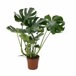 Gamm vert ECLOZ Monstera Deliciosa ECLOZ offre