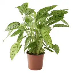 Gamm vert ECLOZ Calathea ECLOZ offre