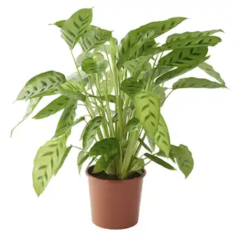 Gamm vert ECLOZ Calathea ECLOZ offre