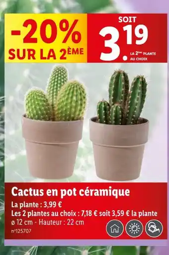 Lidl Cactus en pot céramique offre