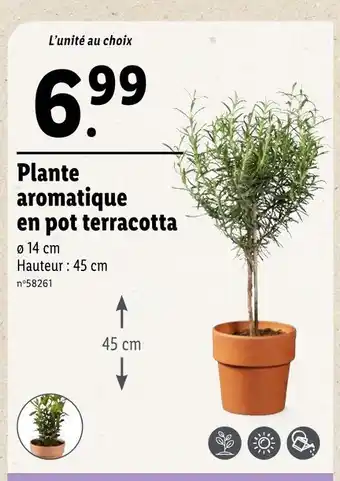 Lidl Plante aromatique en pot terracotta offre