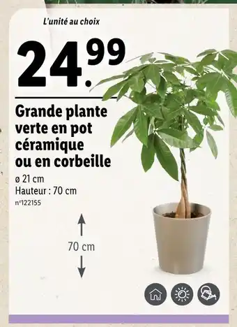 Lidl Grande plante verte en pot céramique ou en corbeille offre