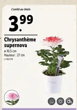 Lidl Chrysanthème supernova offre