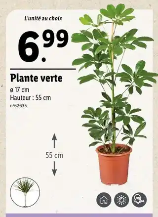 Lidl Plante verte offre