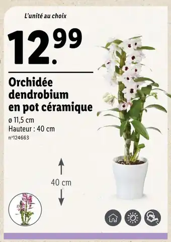 Lidl Orchidée dendrobium en pot céramique offre