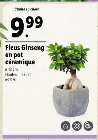 Lidl Ficus Ginseng en pot céramique offre