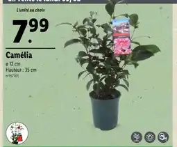 Camélia