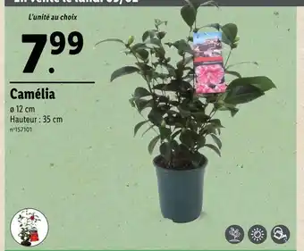 Lidl Camélia offre