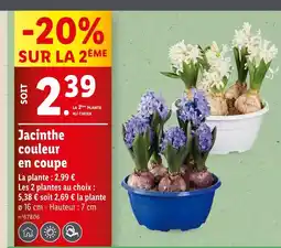 Lidl Jacinthe couleur en coupe offre