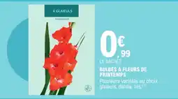 E.Leclerc TRADERHORN Bulbes à fleurs de printemps offre