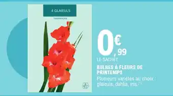 E.Leclerc TRADERHORN Bulbes à fleurs de printemps offre