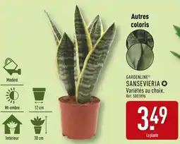 ALDI GARDENLINE Sansevieria offre