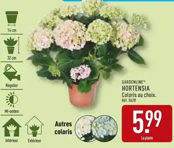 ALDI GARDENLINE Hortensia offre