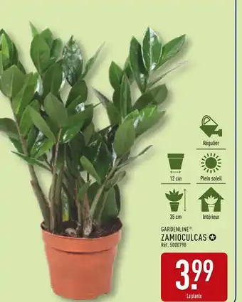 ALDI GARDENLINE Zamioculcas offre