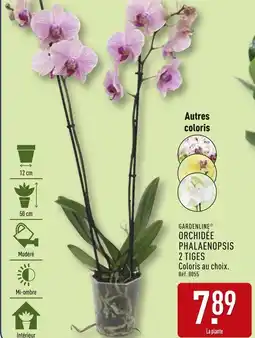 ALDI GARDENLINE Orchidée phalaenopsis 2 tiges offre