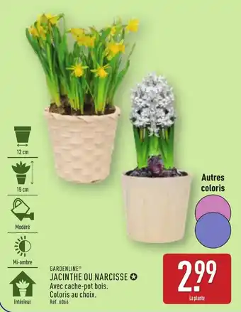 ALDI GARDENLINE Jacinthe ou narcisse offre