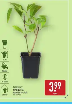 ALDI GARDENLINE Magnolia offre