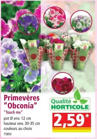 Norma QUALITIE HORTICOLE Primevères "Obconia" offre