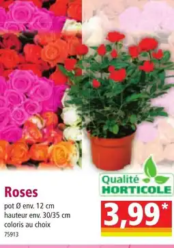 Norma QUALITE HORTICOLE Roses offre