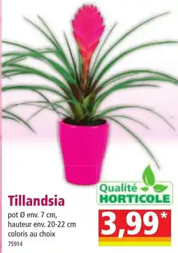 Norma QUALITE HORTICOLE Tillandsia offre