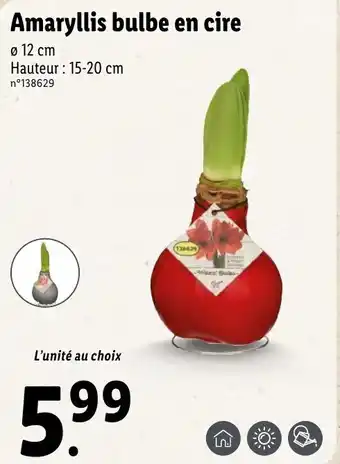 Lidl Amaryllis bulbe en cire offre