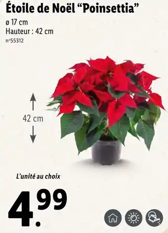 Étoile de noël "poinsettia"