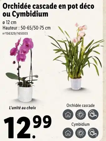 Lidl Orchidée cascade en pot déco ou cymbidium offre