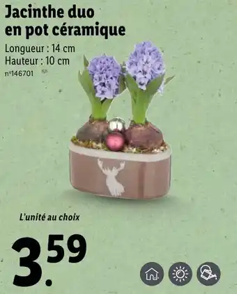 Lidl Jacinthe duo en pot céramique offre