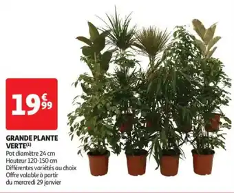 Auchan Supermarché Grande plante verte( offre