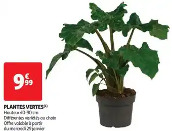 Auchan Supermarché Plantes vertes offre