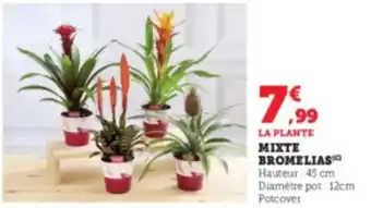 Hyper U Mixte bromelias offre