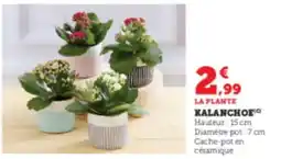 Hyper U Kalanchoe offre