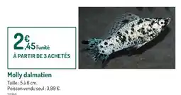 Botanic Molly dalmatien offre