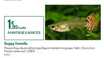 Botanic Guppy femelle offre