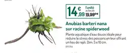 Botanic Anubias barteri nana sur racine spiderwood offre