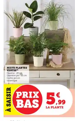 Hyper U Mixte plantes vertes offre