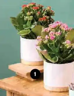 Super U Kalanchoe offre