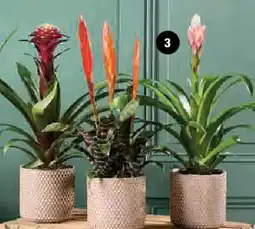 Super U Mixte bromelias offre