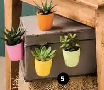 Super U Mixte succulentes offre