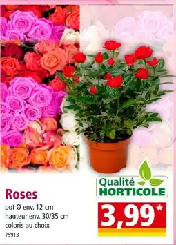 Norma Roses offre